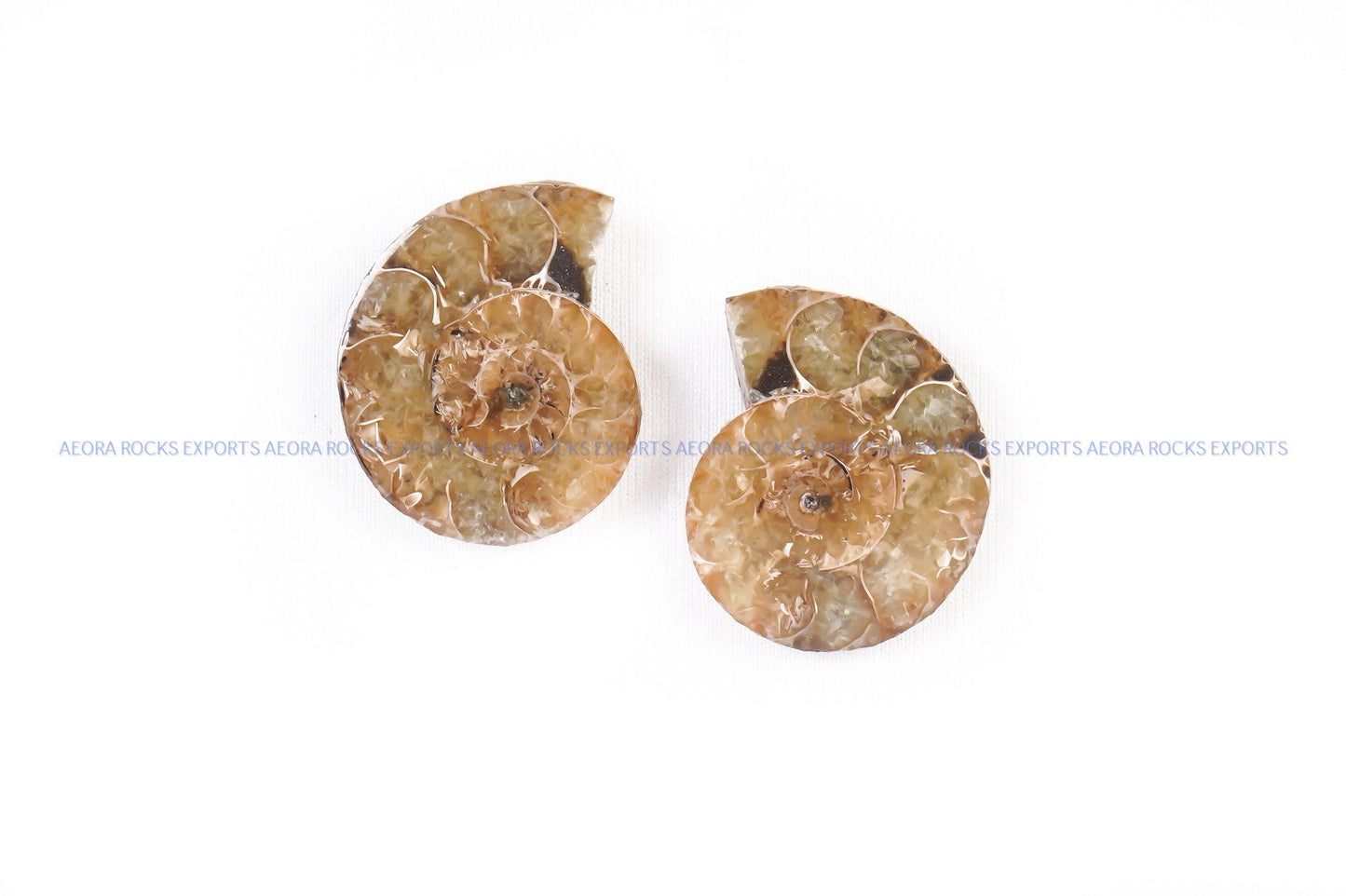 Ammonite Pair (small) - AEORA ROCKS INDIA - Healing Crystals superstore