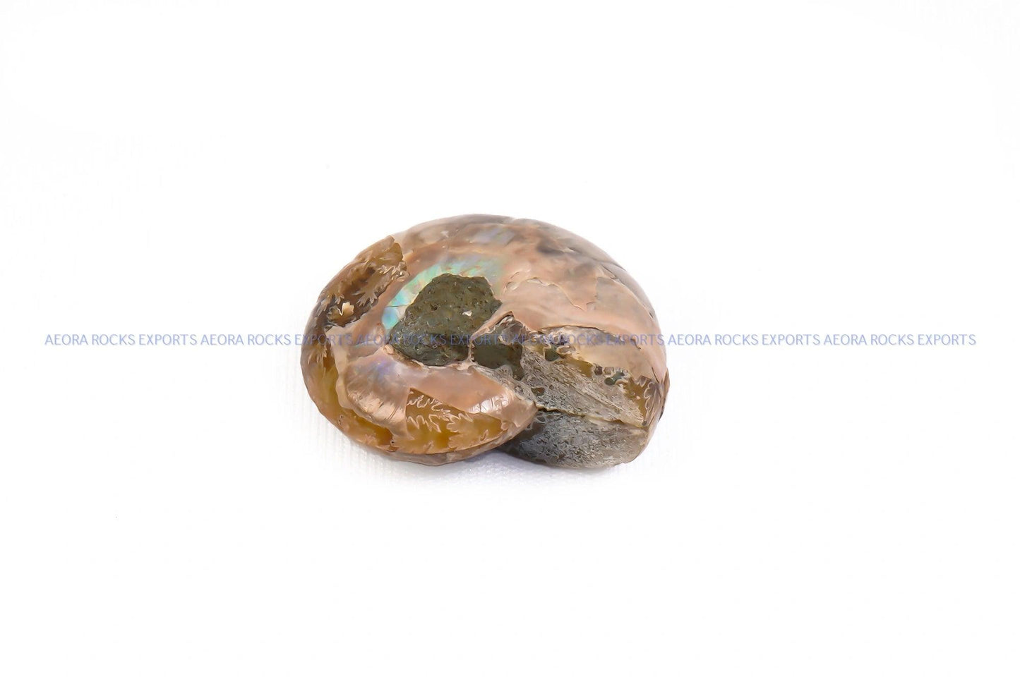 Ammonite Pair (small) - AEORA ROCKS INDIA - Healing Crystals superstore