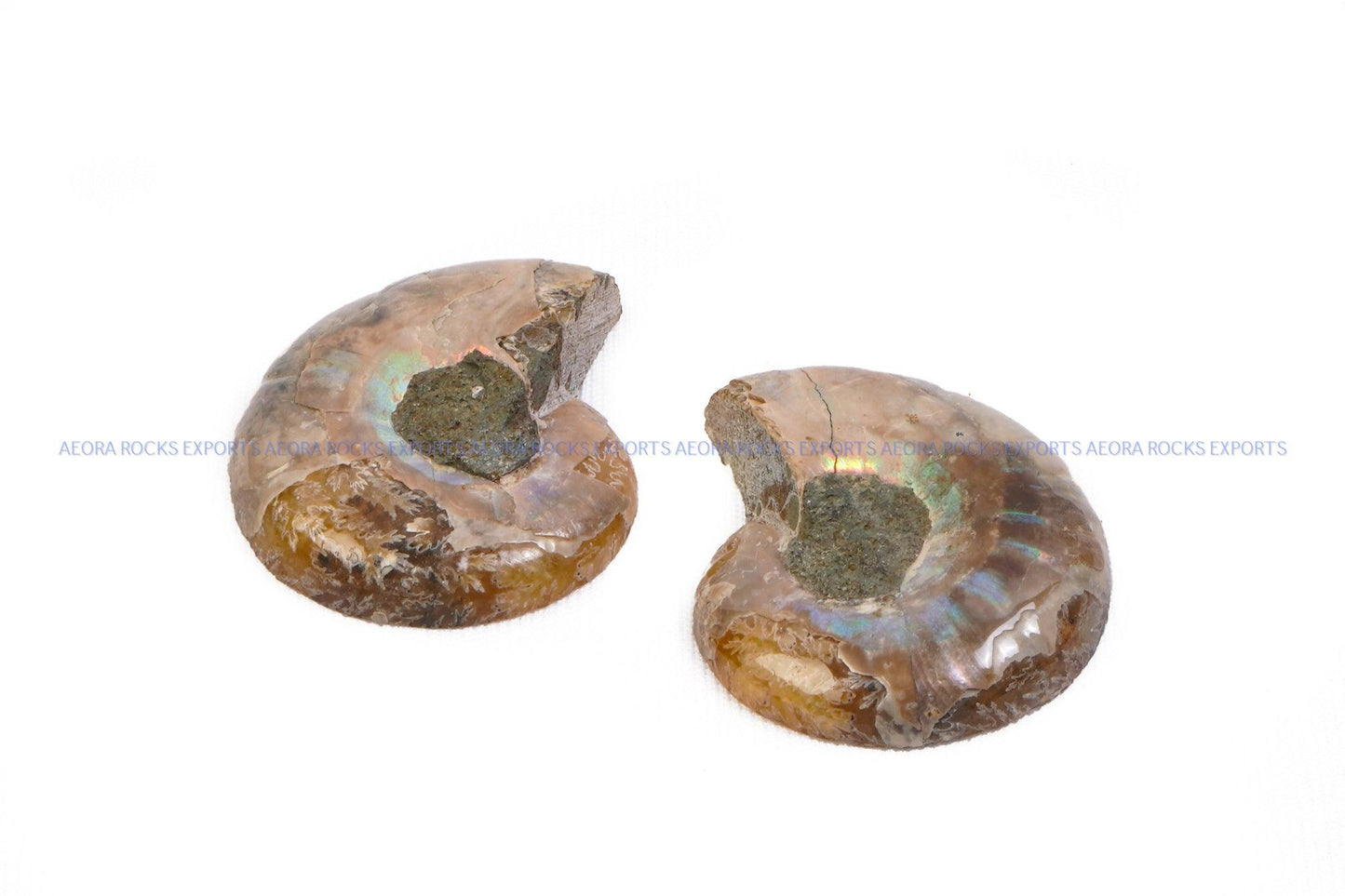 Ammonite Pair (small) - AEORA ROCKS INDIA - Healing Crystals superstore