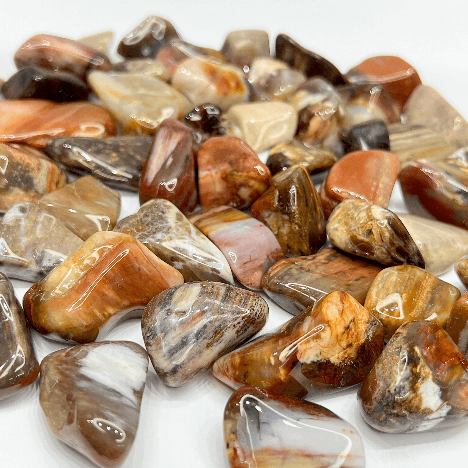 Fossil Wood Turkey Tumbled Stone - AEORA ROCKS INDIA - Healing Crystals superstore