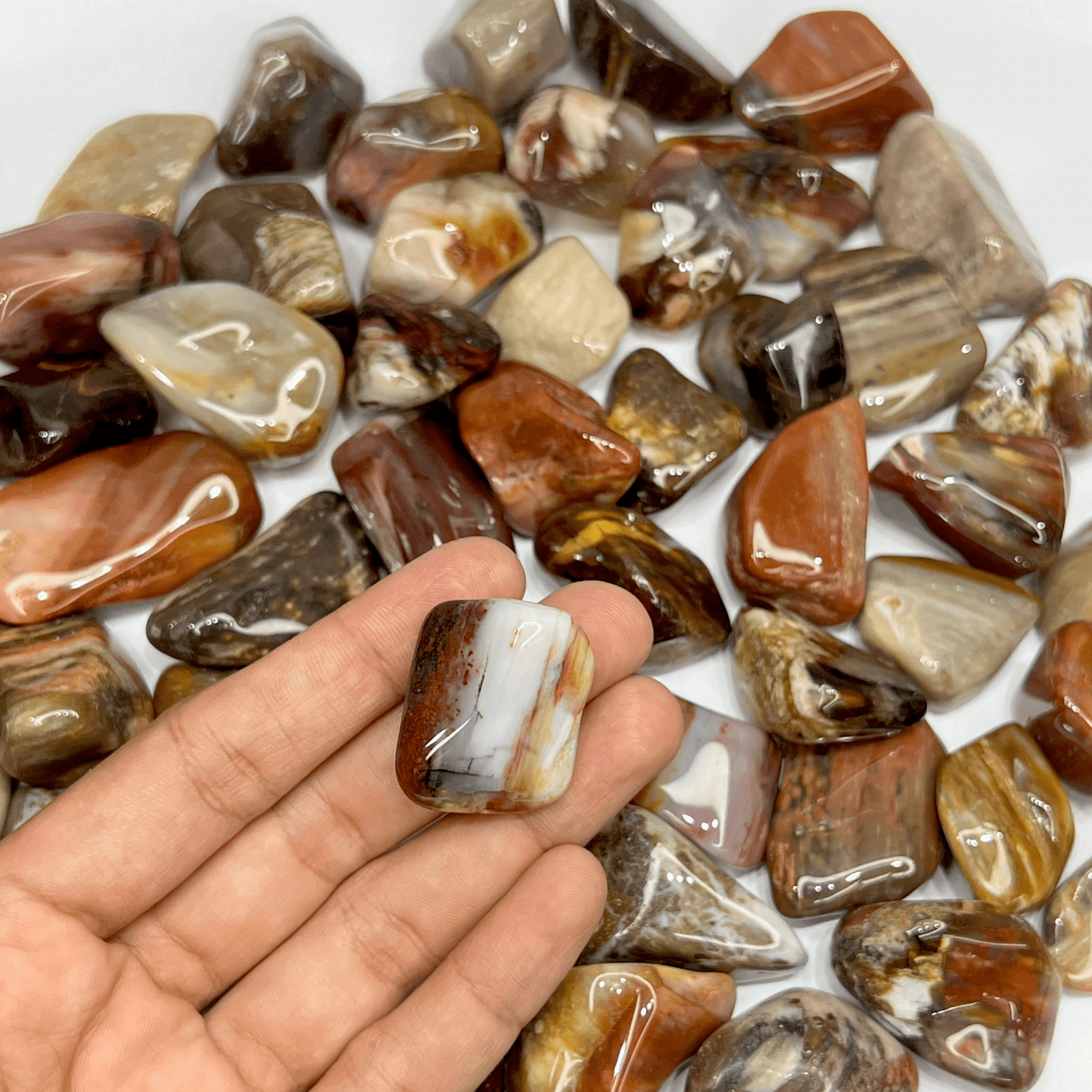 Fossil Wood Turkey Tumbled Stone - AEORA ROCKS INDIA - Healing Crystals superstore