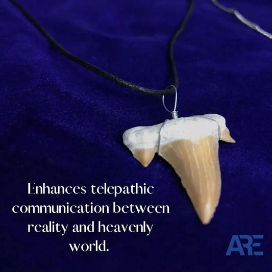Shark Tooth Pendant - AEORA ROCKS INDIA - Healing Crystals superstore