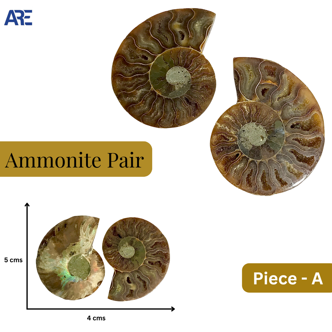 Ammonite Pair (Big)