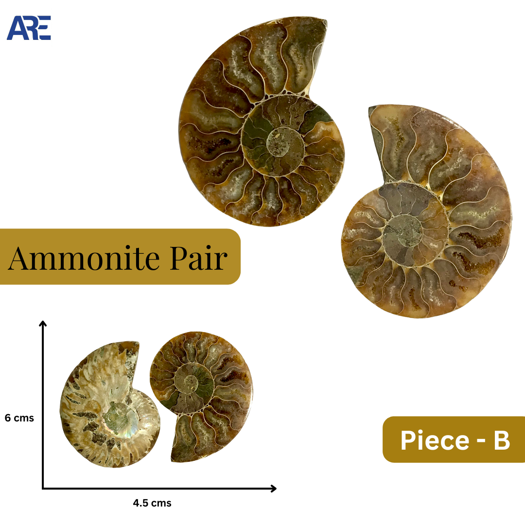 Ammonite Pair (Big)