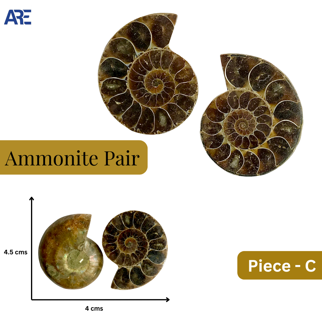 Ammonite Pair (Big)