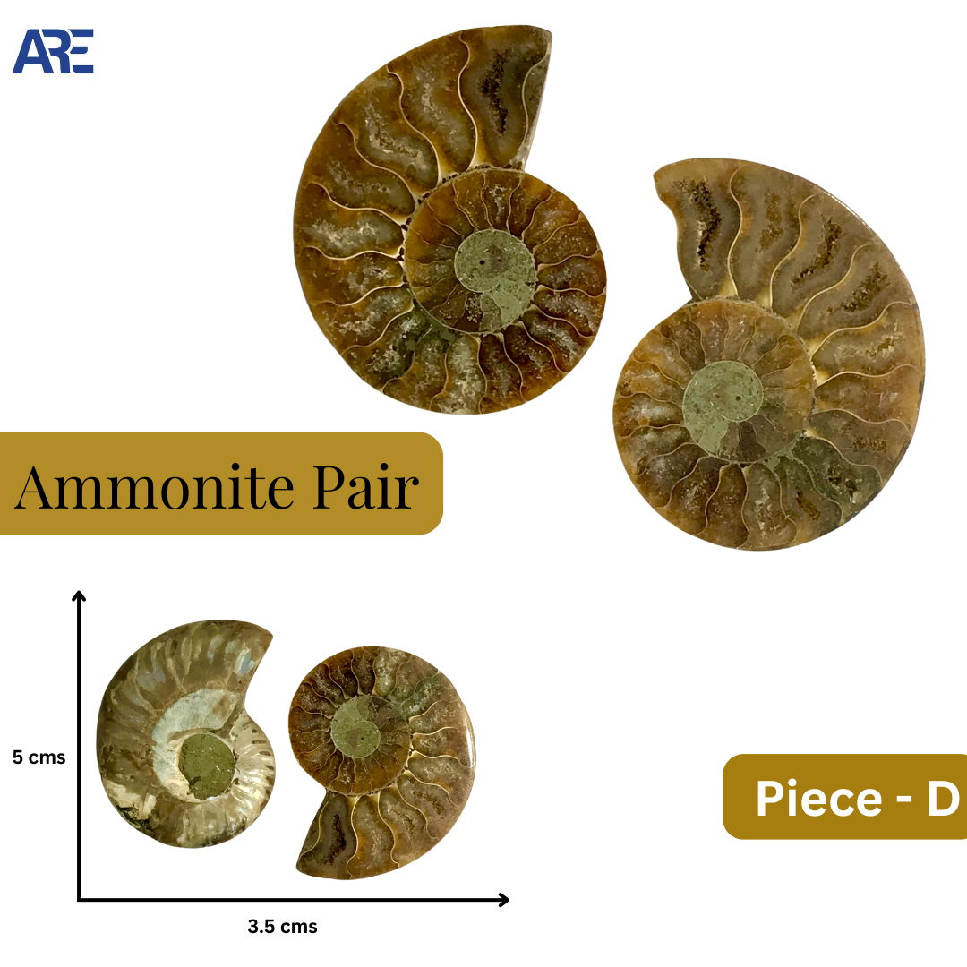 Ammonite Pair (Big)