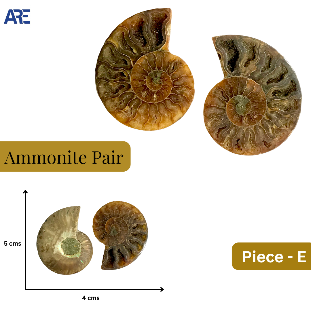 Ammonite Pair (Big)