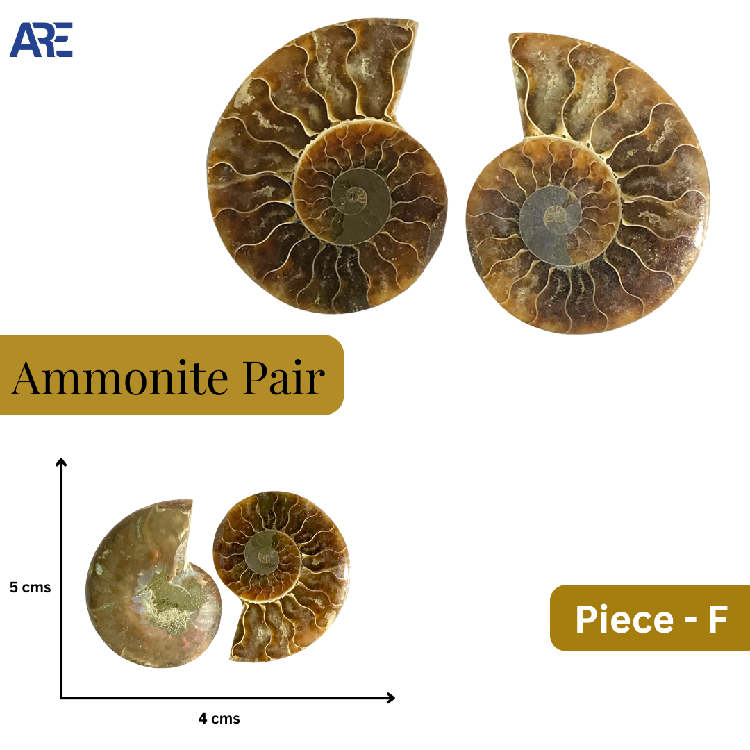 Ammonite Pair (Big)