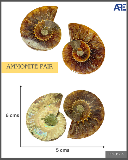 Ammonite Pair (Big)