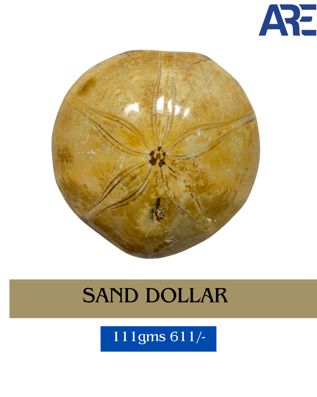 Sand Dollar