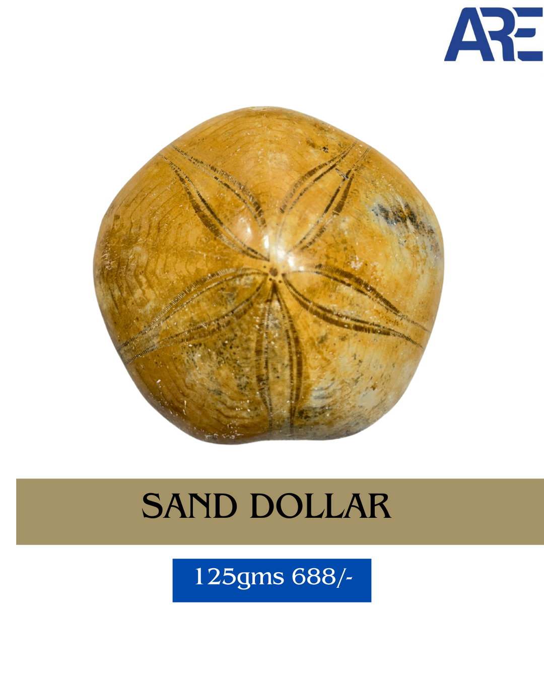 Sand Dollar