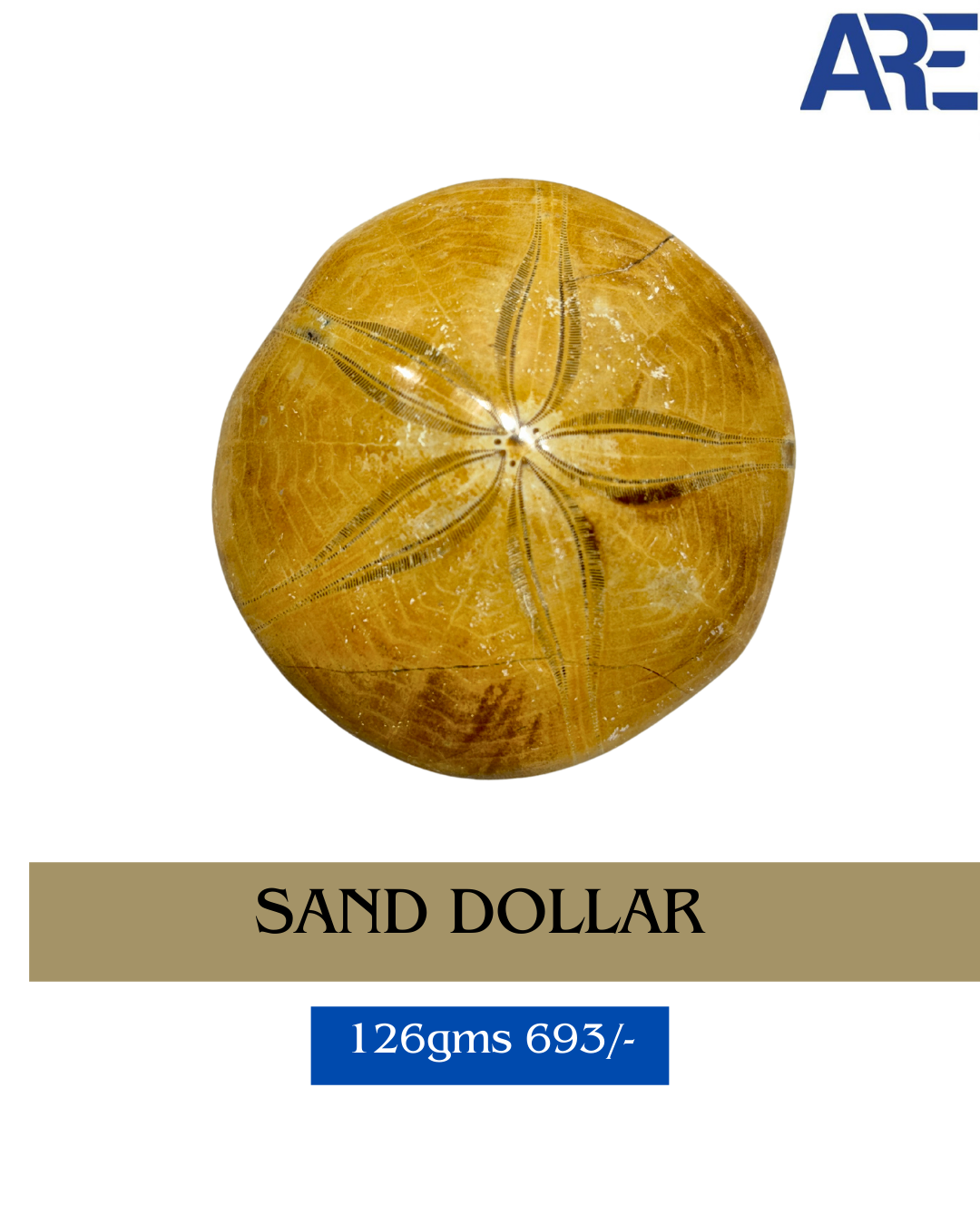 Sand Dollar