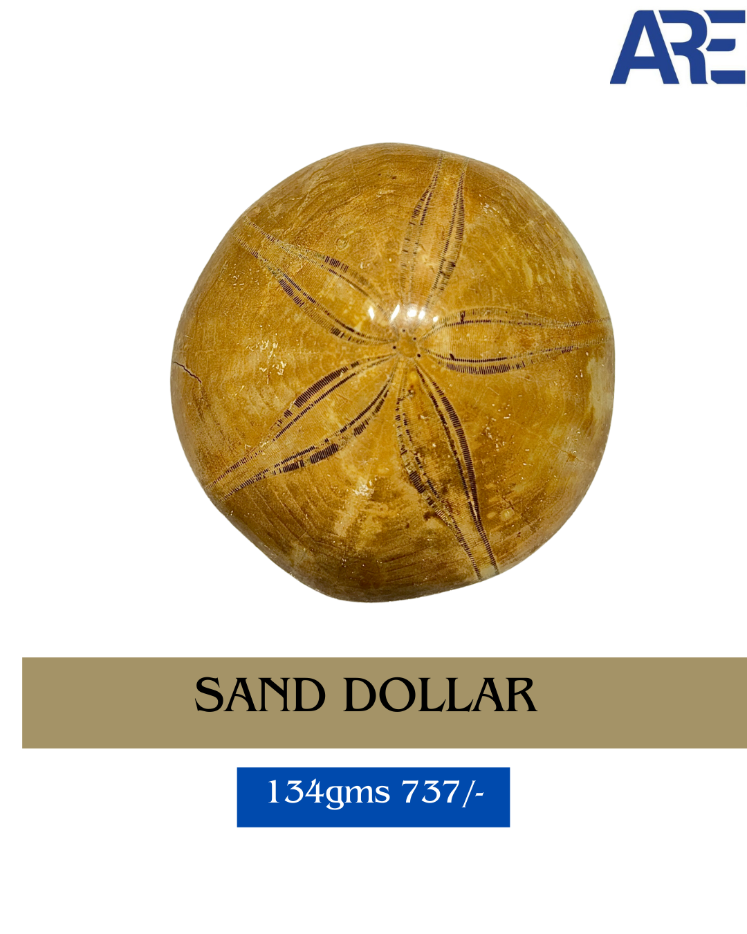 Sand Dollar