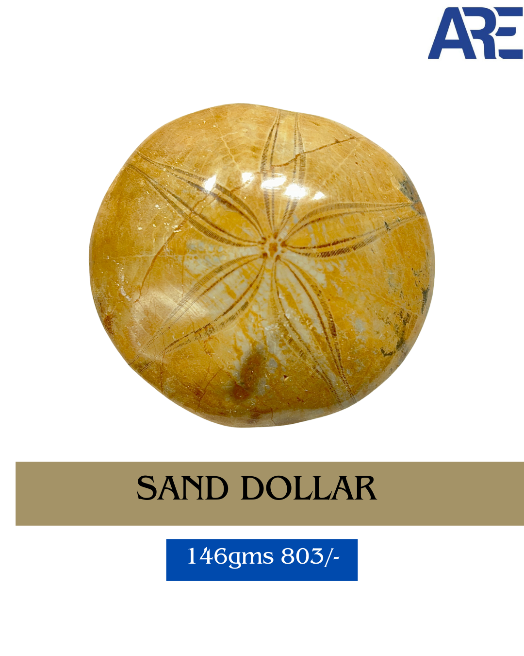 Sand Dollar