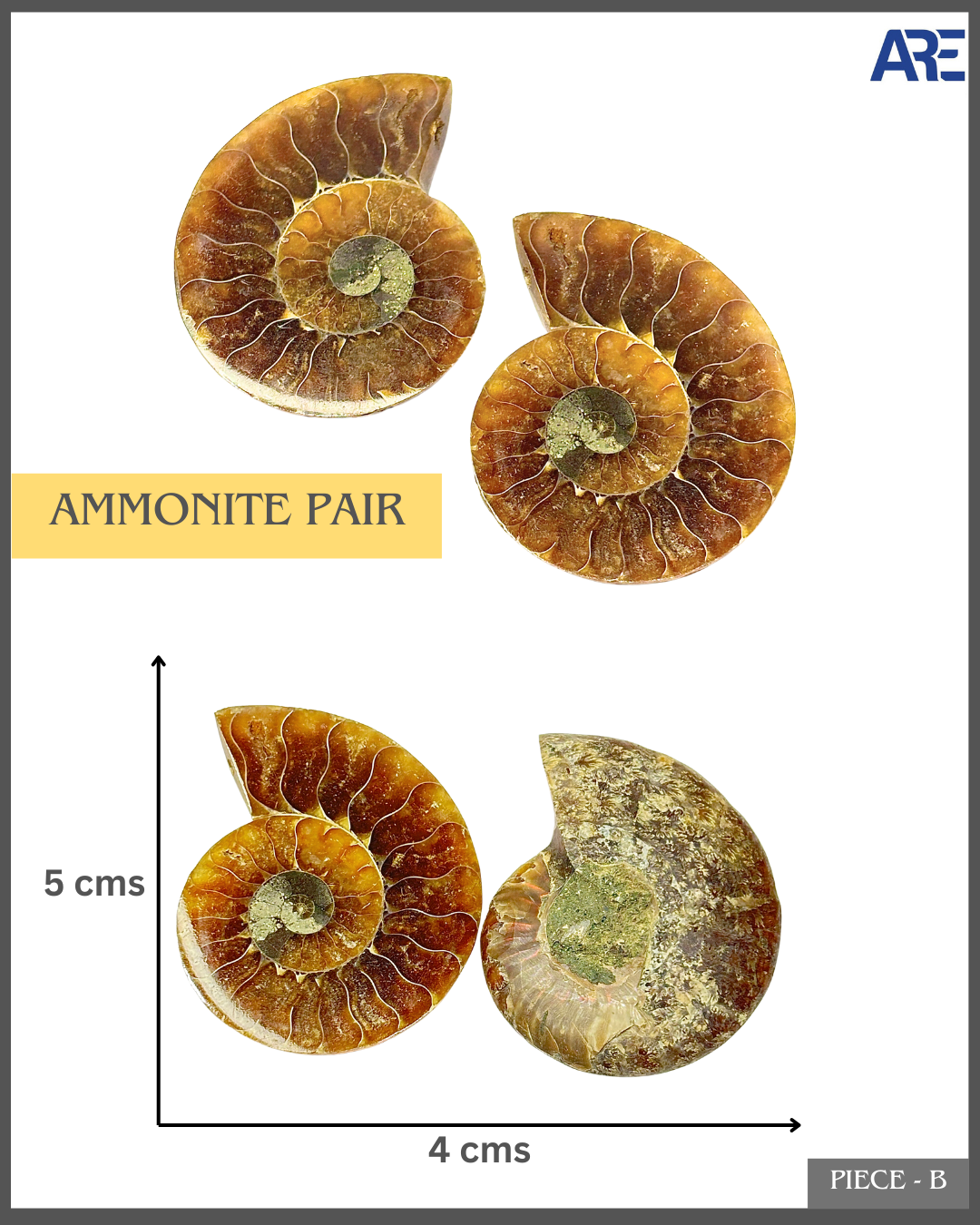 Ammonite Pair (Big)