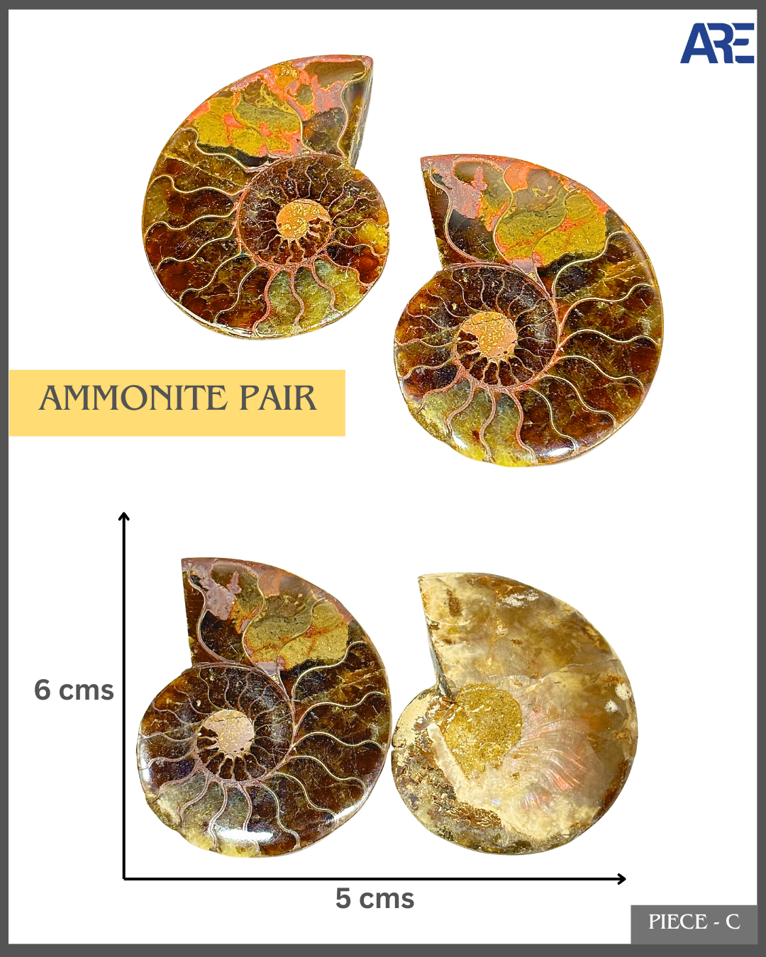 Ammonite Pair (Big)