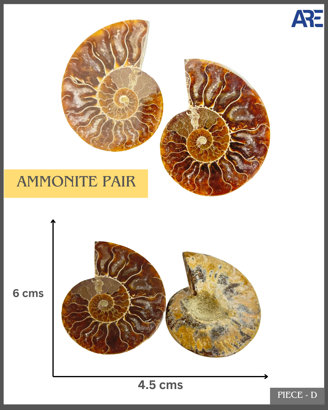 Ammonite Pair (Big)