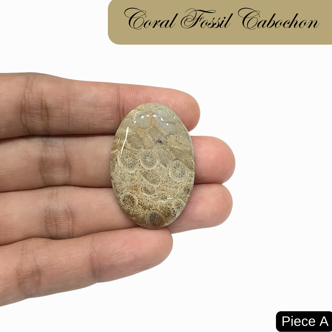 Coral Fossil Cabochons