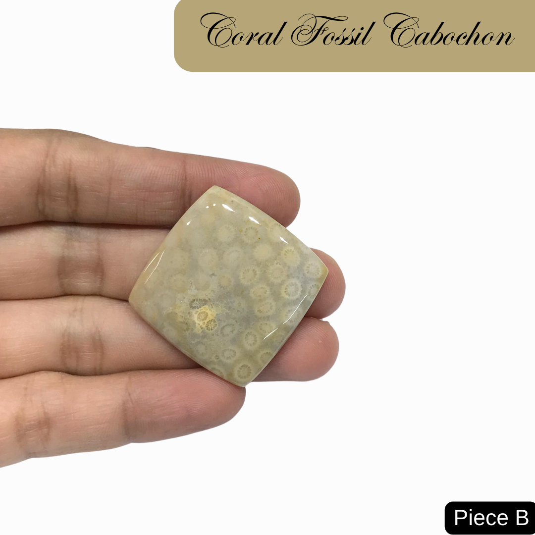 Coral Fossil Cabochons