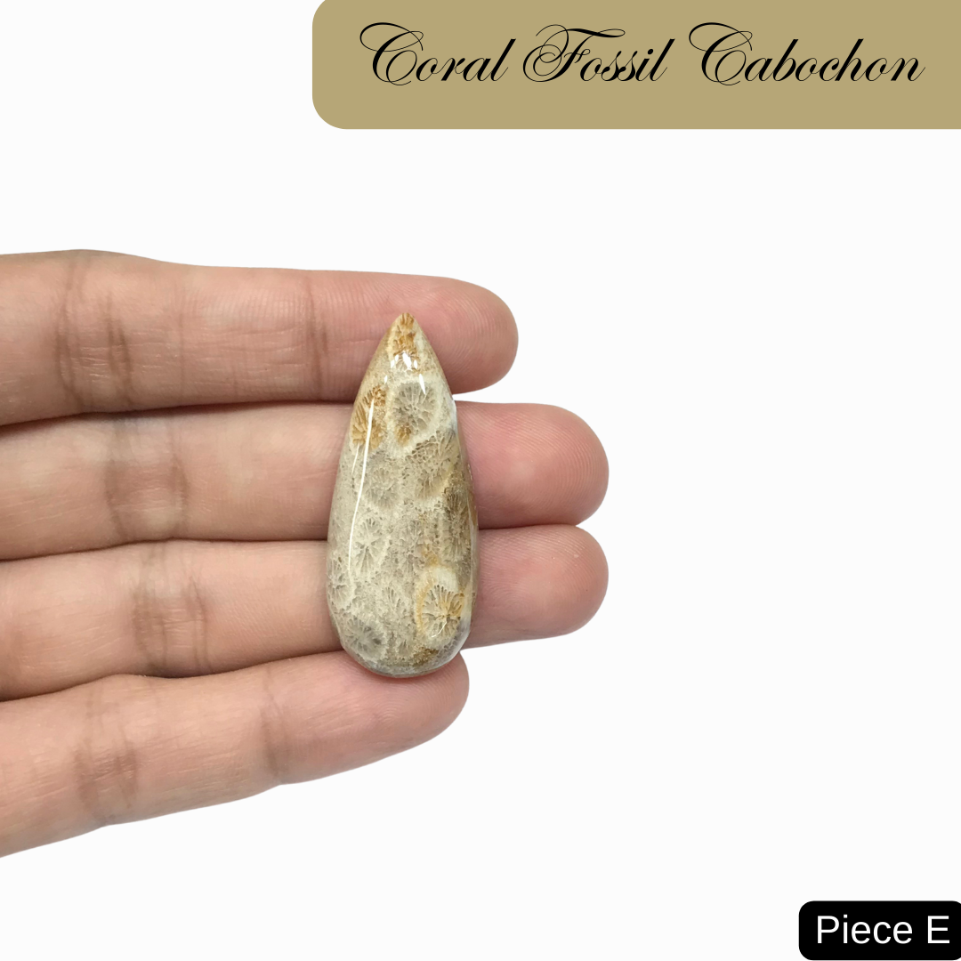 Coral Fossil Cabochons