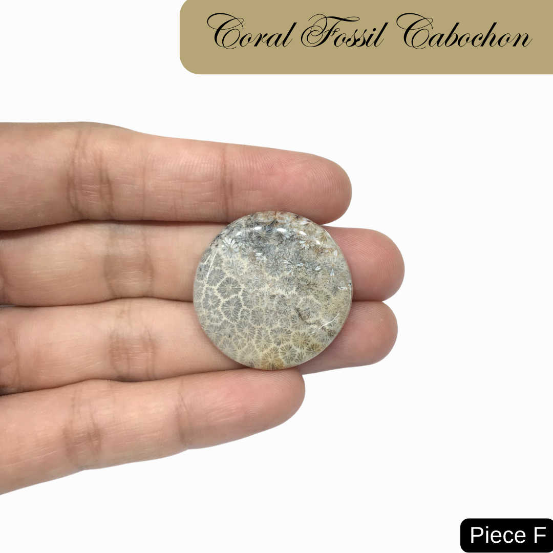 Coral Fossil Cabochons