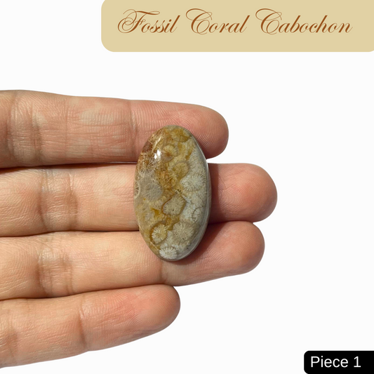 Fossil Coral Cabochons