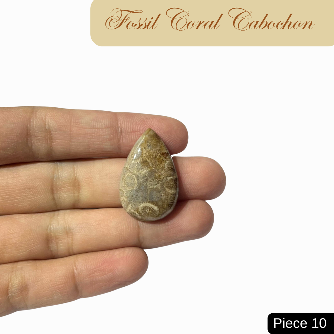 Fossil Coral Cabochons - AEORA ROCKS INDIA -Healing Crystals superstore