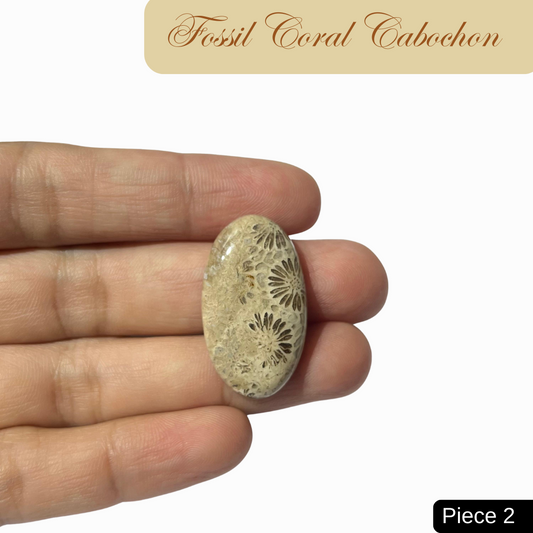 Fossil Coral Cabochons - AEORA ROCKS INDIA -Healing Crystals superstore