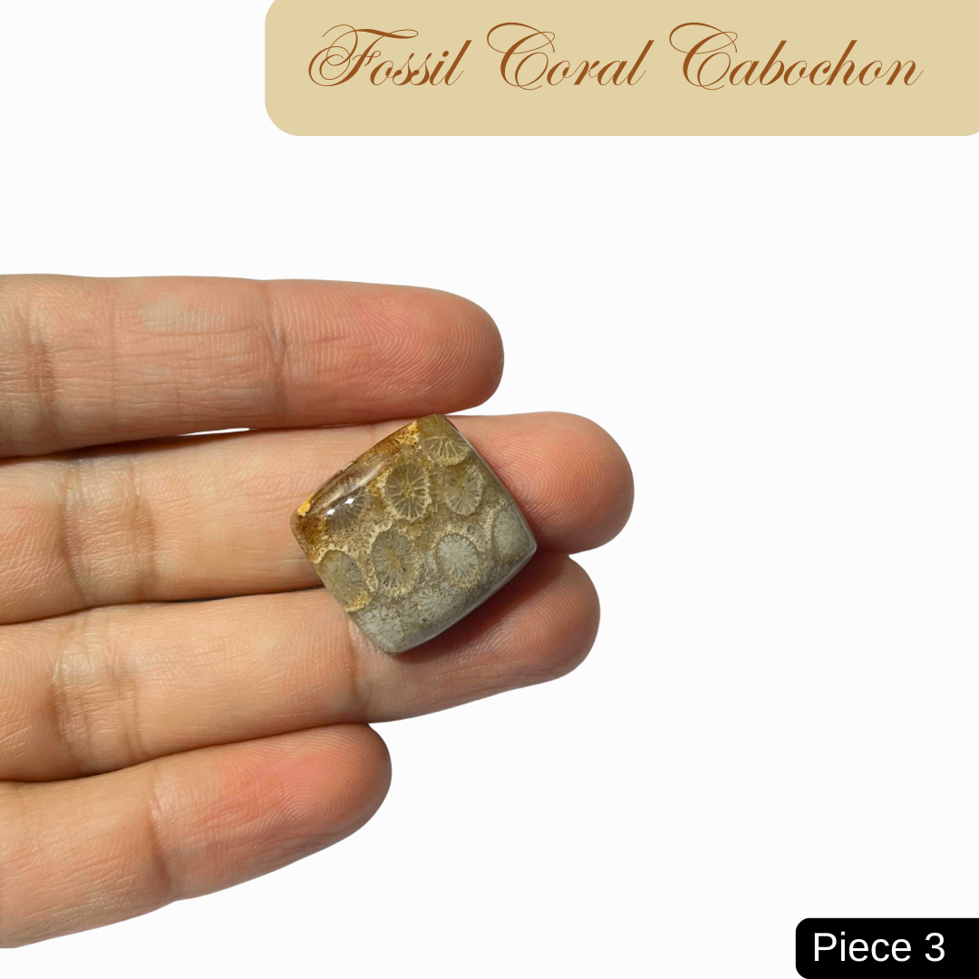 Fossil Coral Cabochons - AEORA ROCKS INDIA -Healing Crystals superstore
