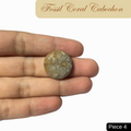Fossil Coral Cabochons - AEORA ROCKS INDIA -Healing Crystals superstore