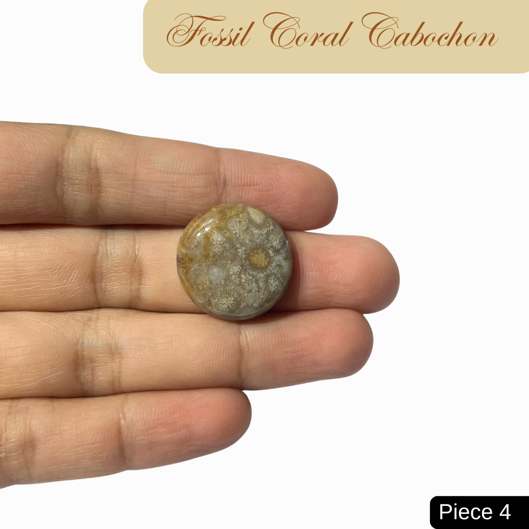 Fossil Coral Cabochons - AEORA ROCKS INDIA -Healing Crystals superstore