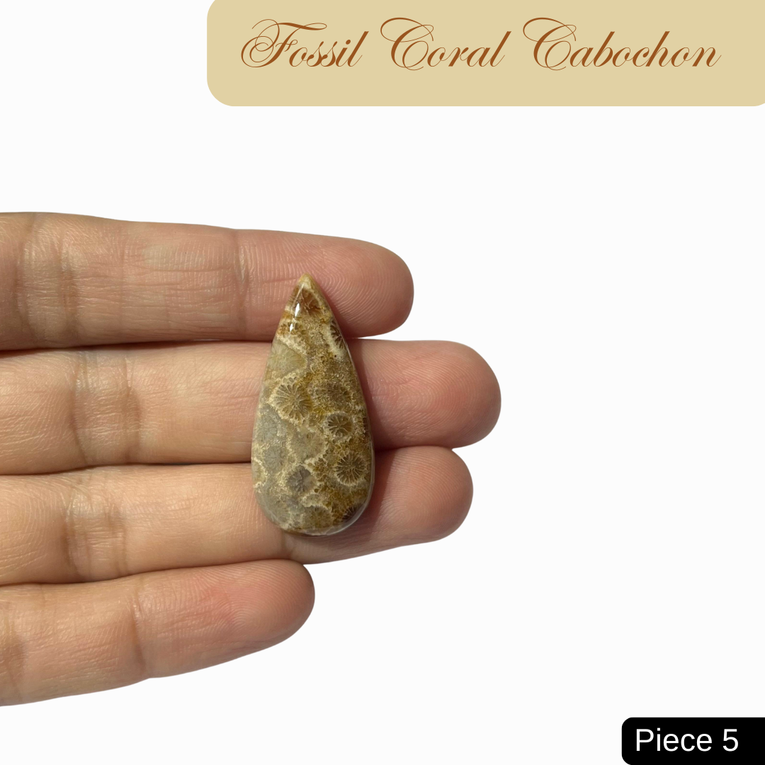 Fossil Coral Cabochons - AEORA ROCKS INDIA -Healing Crystals superstore