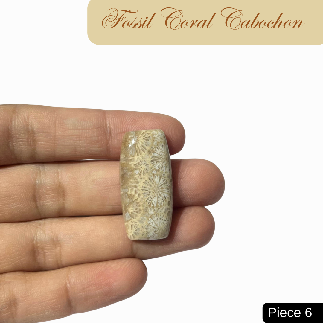 Fossil Coral Cabochons - AEORA ROCKS INDIA -Healing Crystals superstore