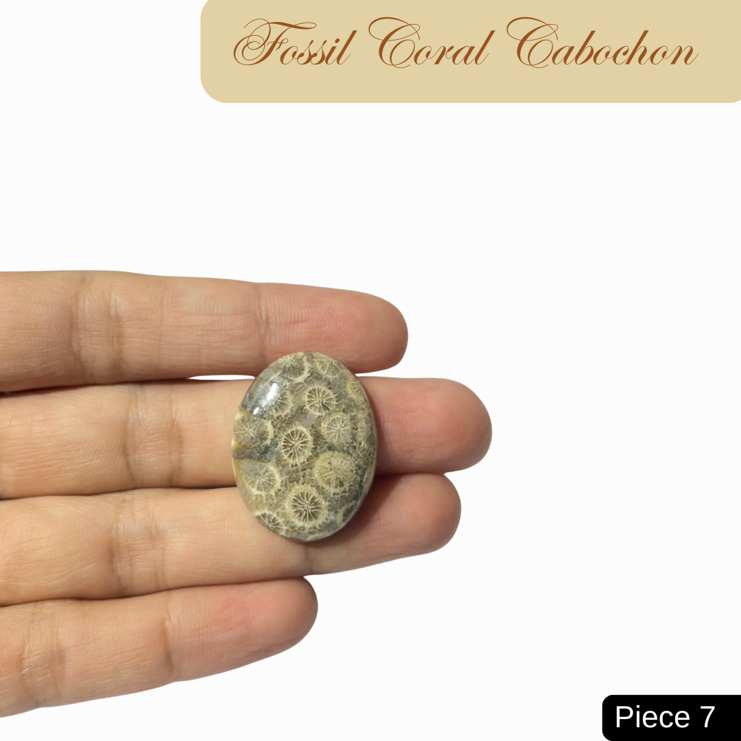 Fossil Coral Cabochons - AEORA ROCKS INDIA -Healing Crystals superstore