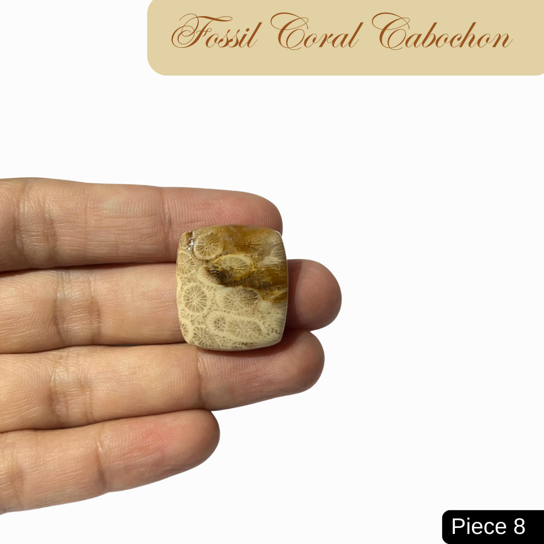 Fossil Coral Cabochons - AEORA ROCKS INDIA -Healing Crystals superstore