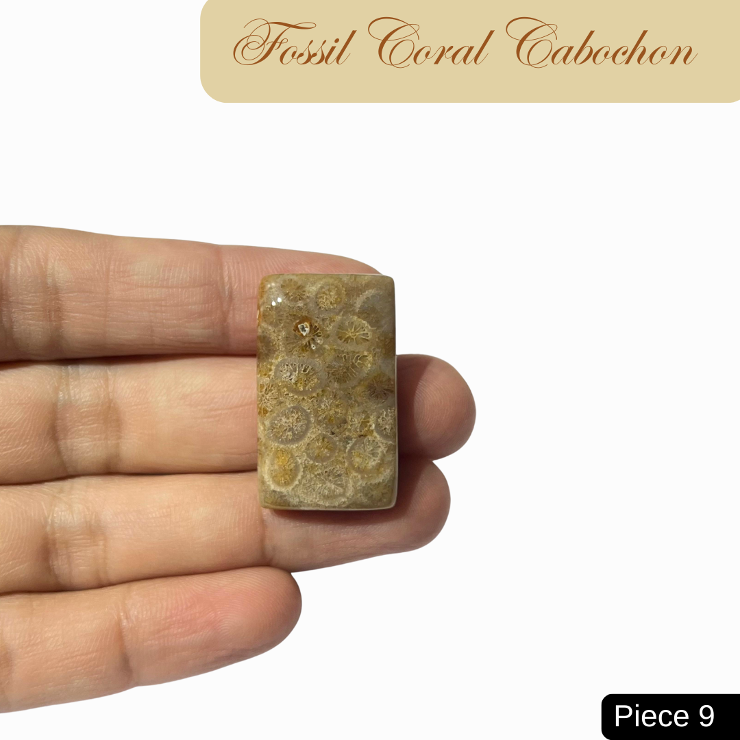 Fossil Coral Cabochons - AEORA ROCKS INDIA -Healing Crystals superstore