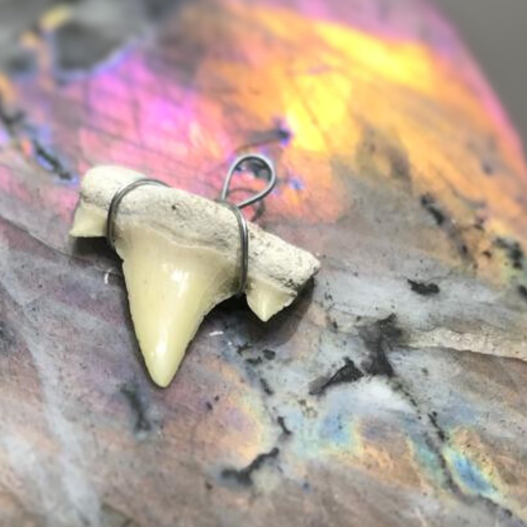 Shark Tooth Pendant for Women