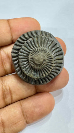 Shaligram 4000/- 50% off - AEORA ROCKS INDIA -Healing Crystals superstore