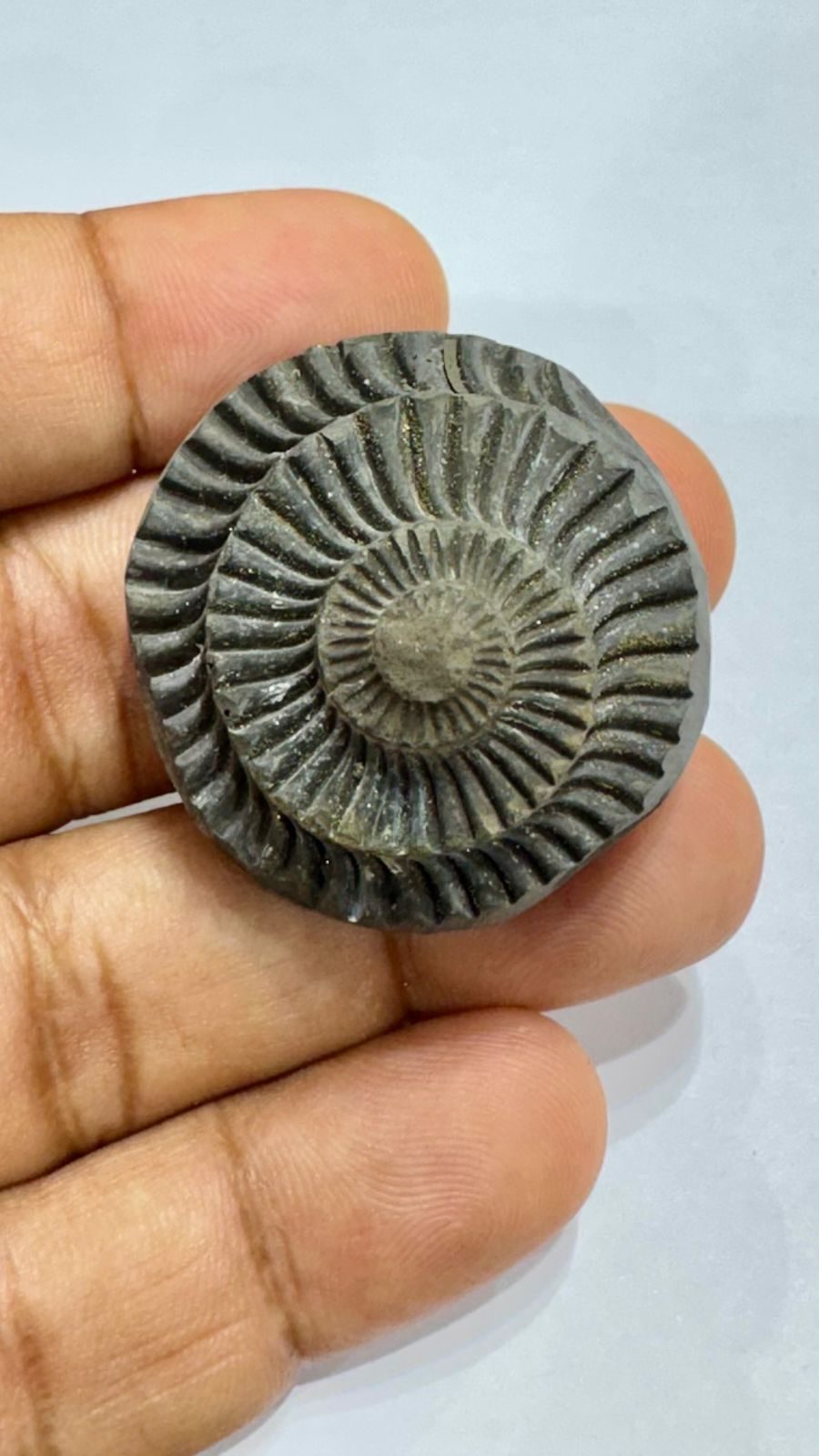 Shaligram 4000/- 50% off - AEORA ROCKS INDIA -Healing Crystals superstore