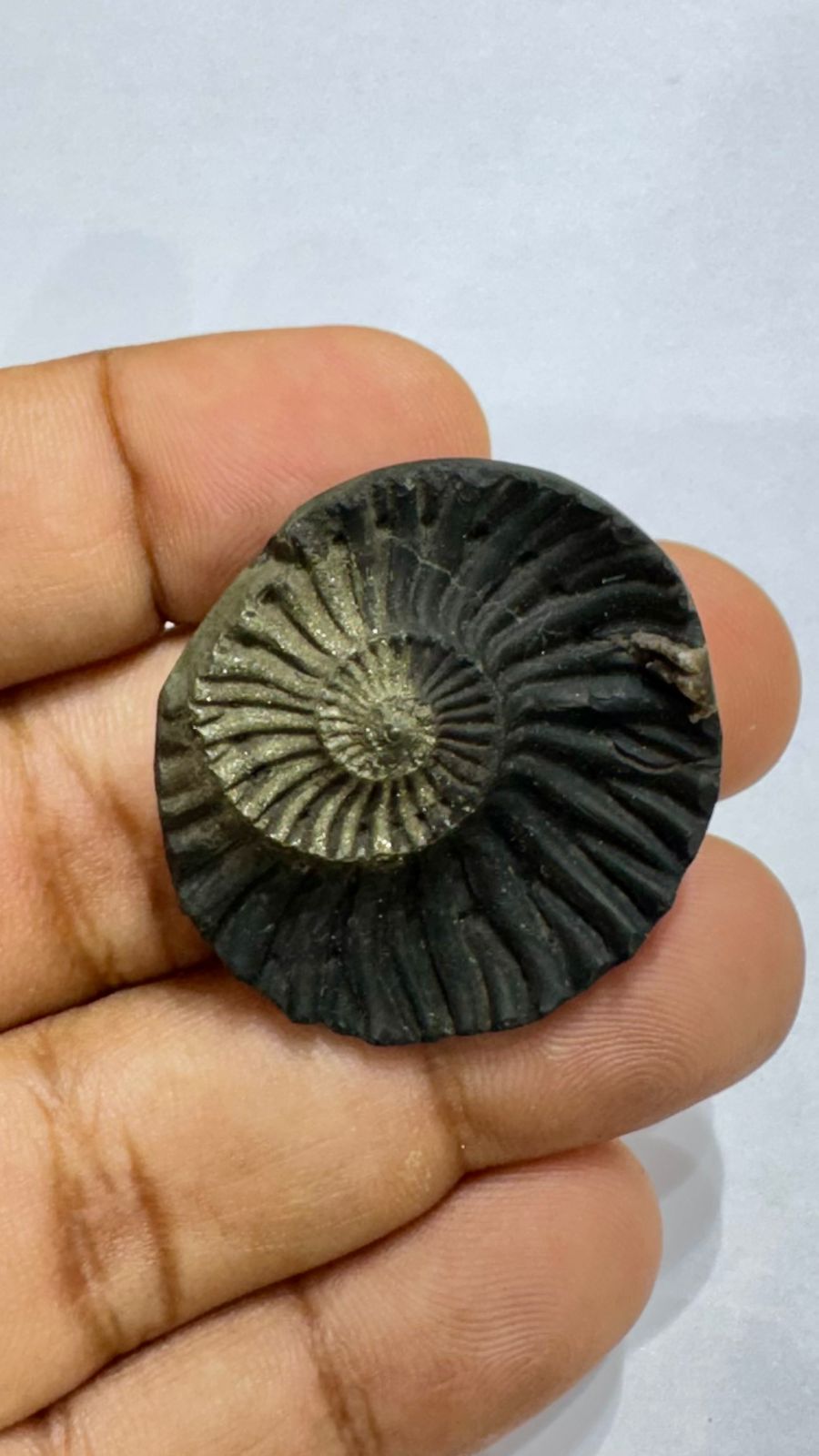 Shaligram 4000/- 50% off