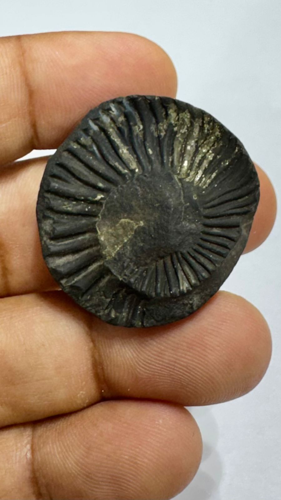 Shaligram 4000/- 50% off