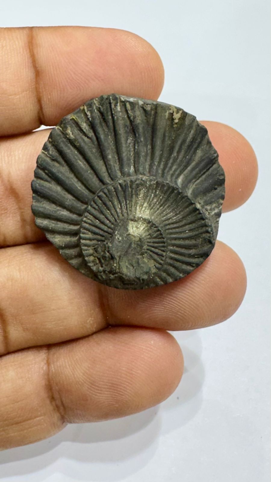 Shaligram 4000/- 50% off