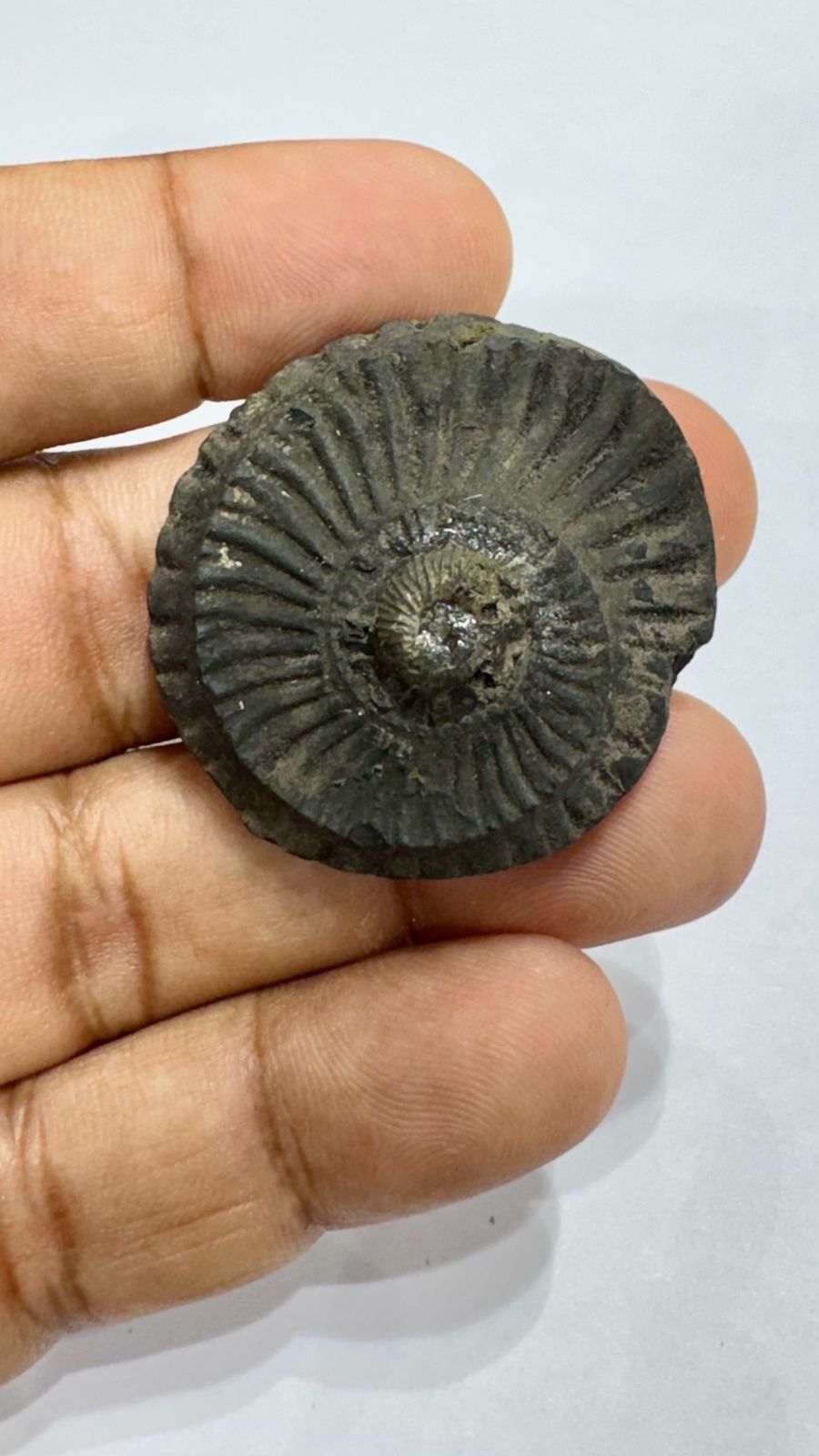 Shaligram 4000/- 50% off
