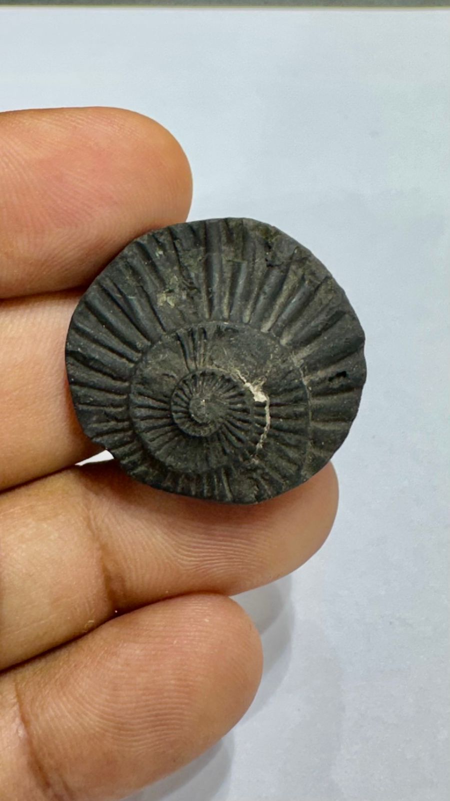 Shaligram 4000/- 50% off