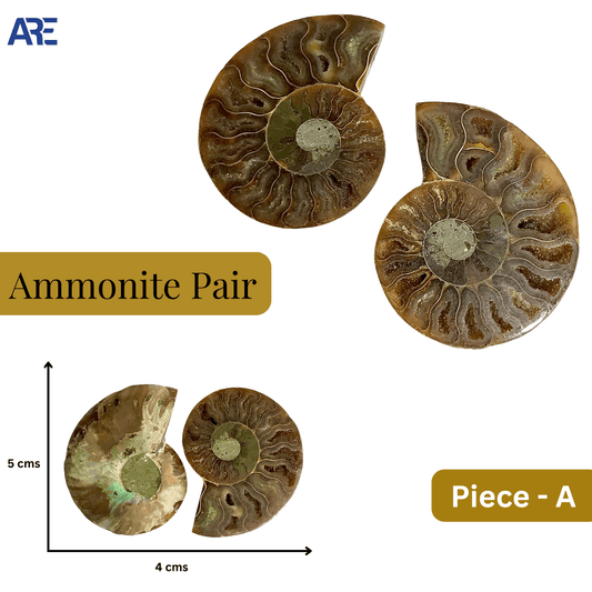 Ammonite Pair (Big) - AEORA ROCKS INDIA - Healing Crystals superstore