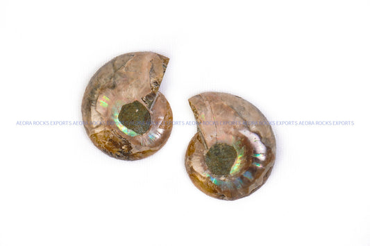 Ammonite Pair (small) - AEORA ROCKS INDIA - Healing Crystals superstore