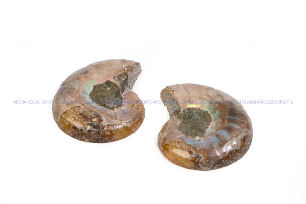 Ammonite Pair (small) - AEORA ROCKS INDIA - Healing Crystals superstore